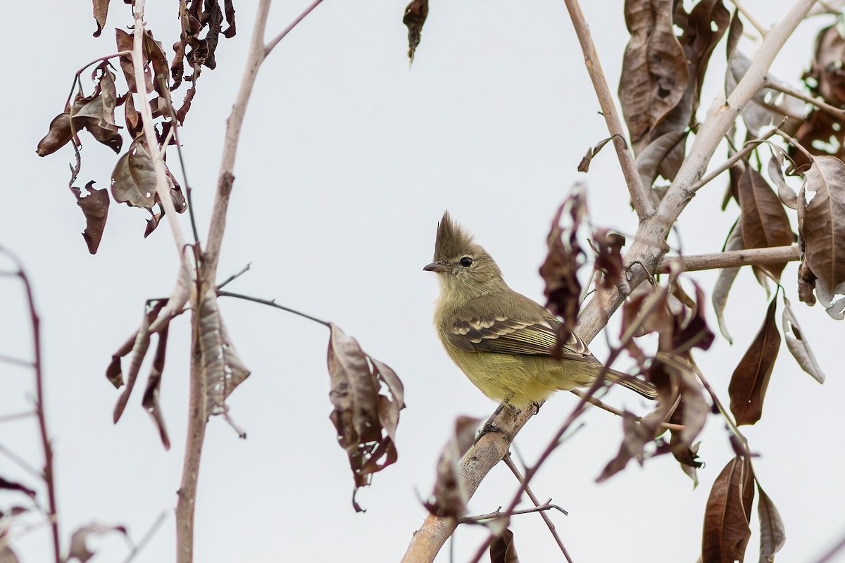 Plain-crested Elaenia - Gabriel Bonfa