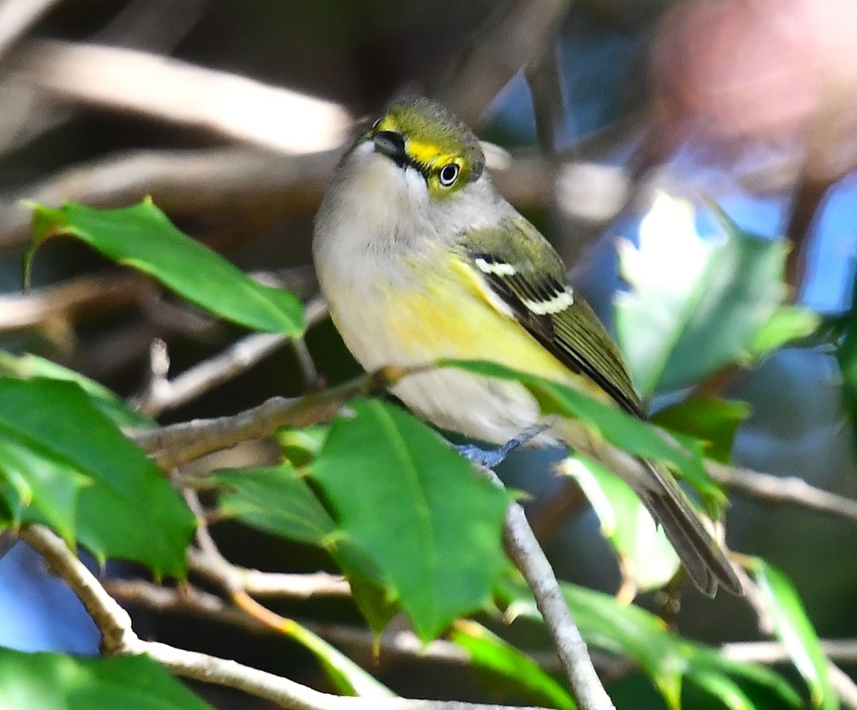 White-eyed Vireo - MJ Heatherington