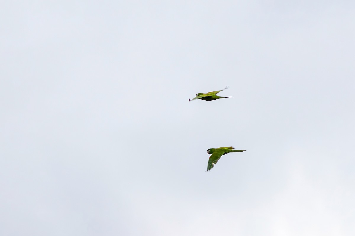 Red-shouldered Macaw - Gabriel Bonfa