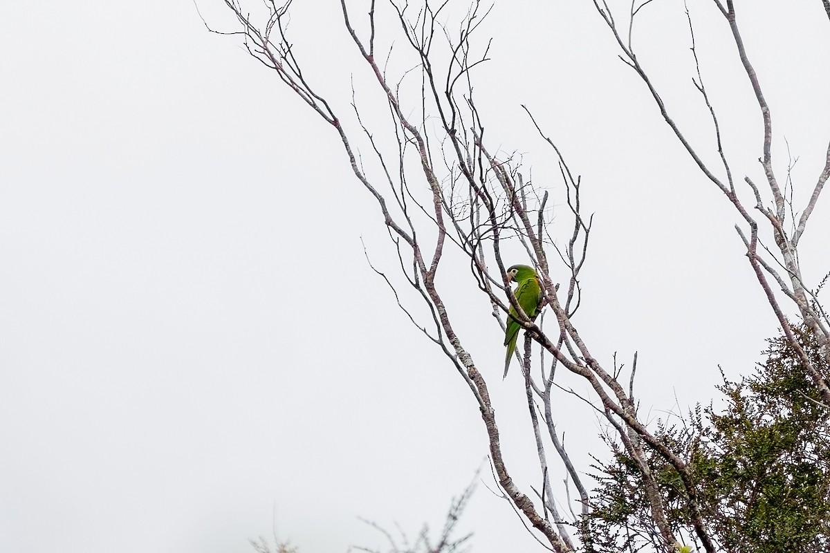 Red-shouldered Macaw - Gabriel Bonfa