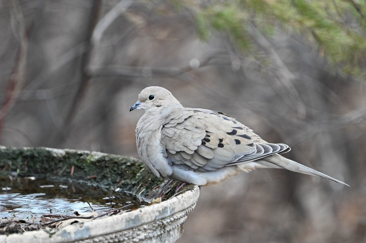 Mourning Dove - Serg Tremblay