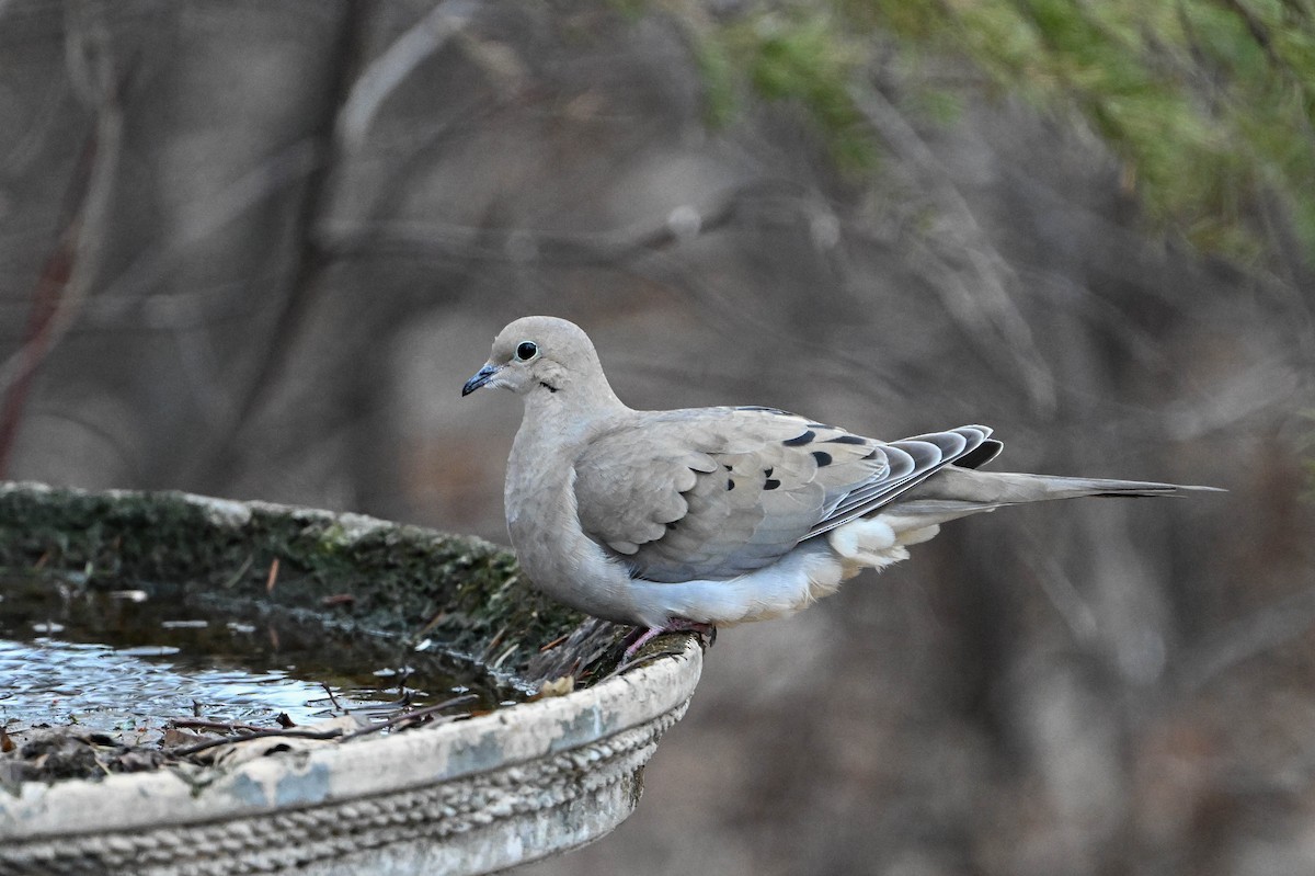 Mourning Dove - ML617442334