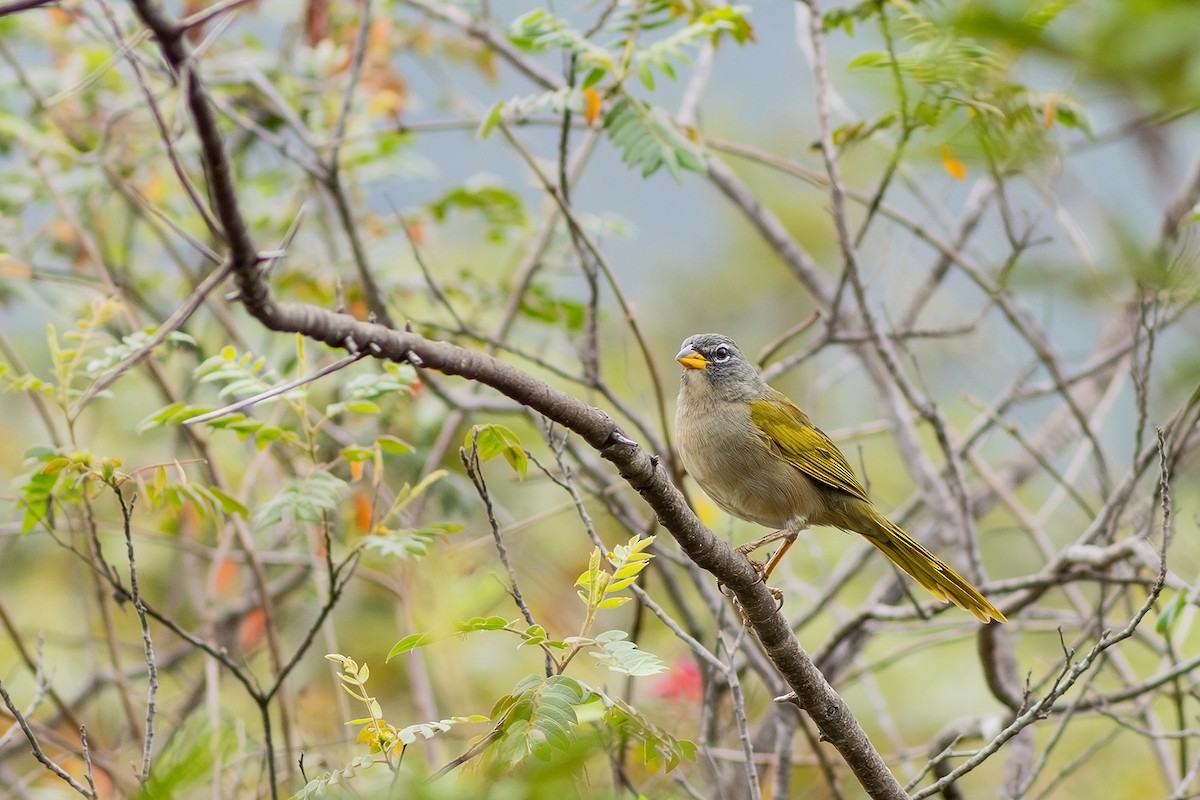 Pale-throated Pampa-Finch - Gabriel Bonfa