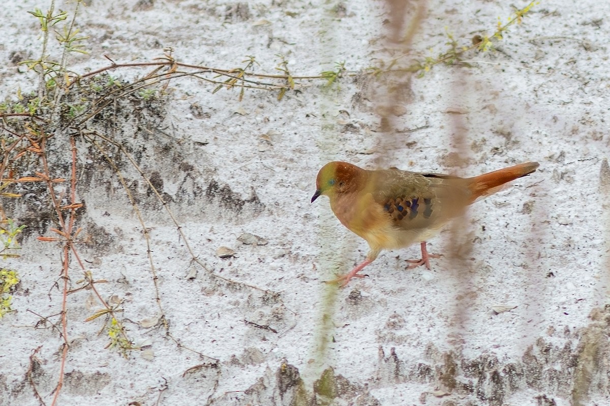 Blue-eyed Ground Dove - ML617442345