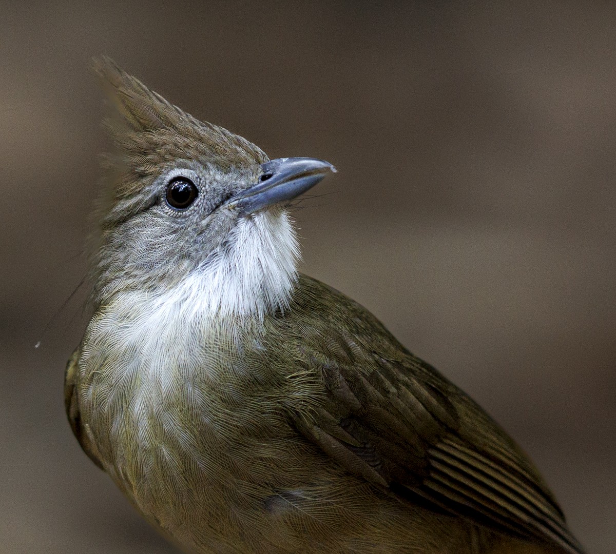 Ochraceous Bulbul - Sergio Rivero Beneitez