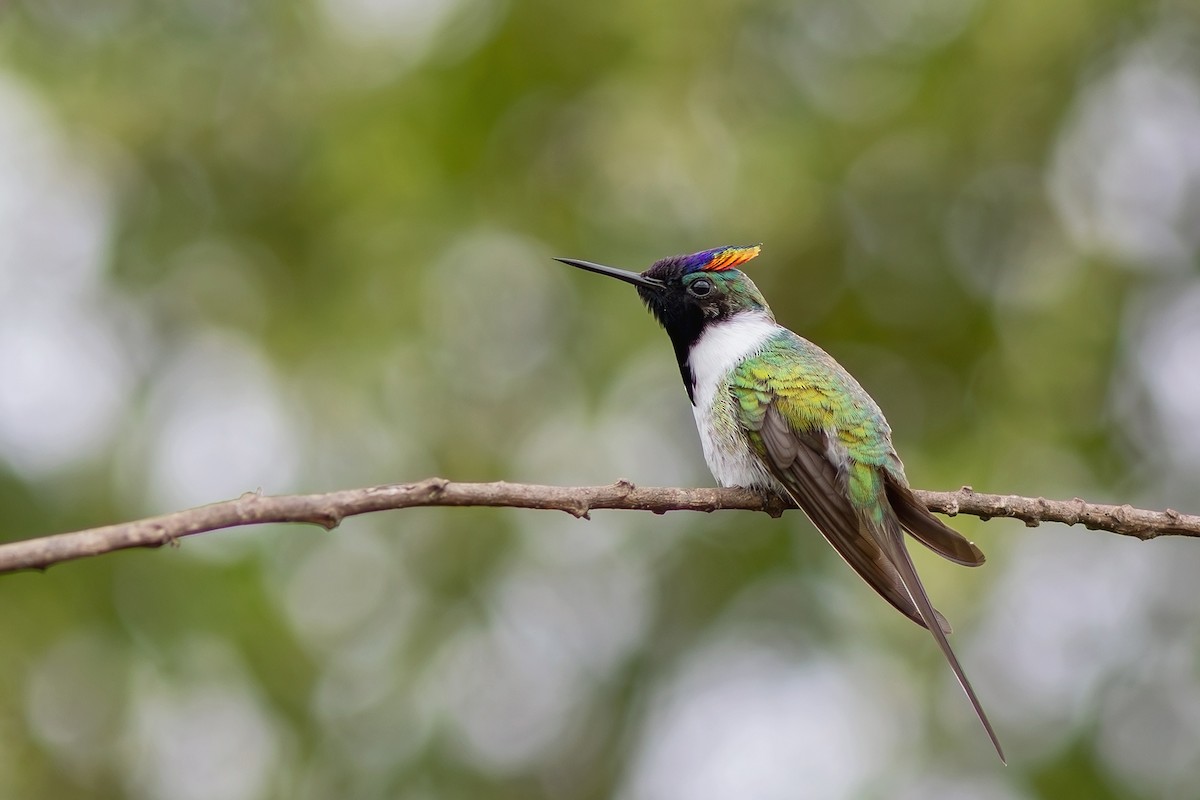 Colibrí Cornudito - ML617442405