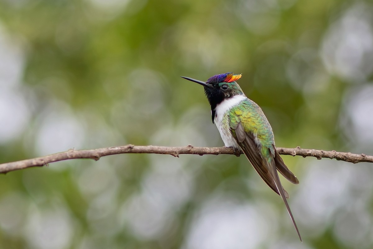 Colibrí Cornudito - ML617442407