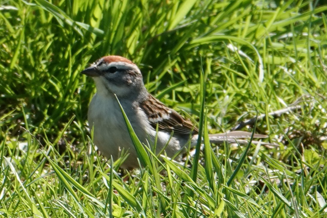 Chipping Sparrow - ML617442417