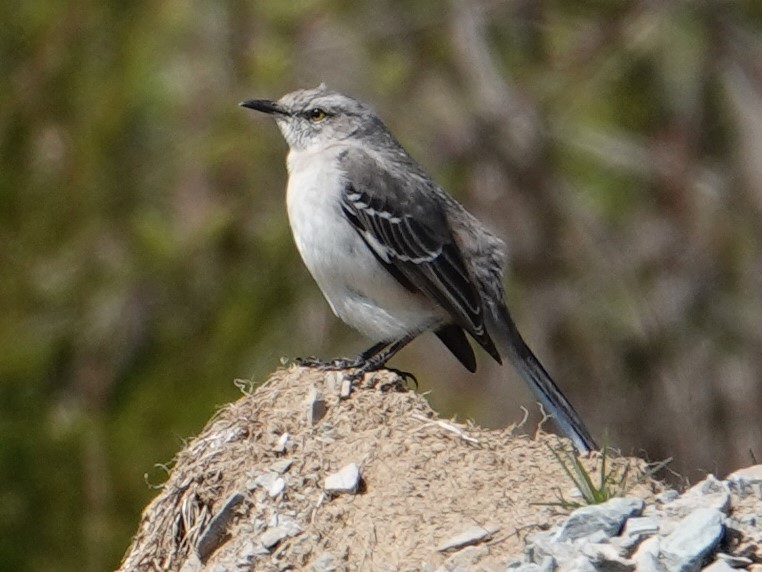 Northern Mockingbird - ML617442428