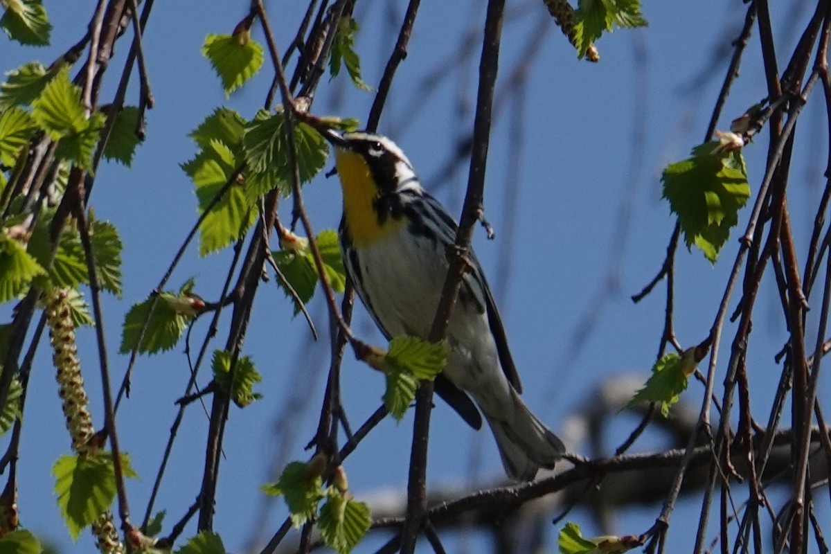 Paruline à gorge jaune - ML617442434