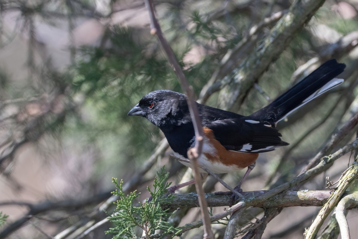 Eastern Towhee - Arthur Quinlan