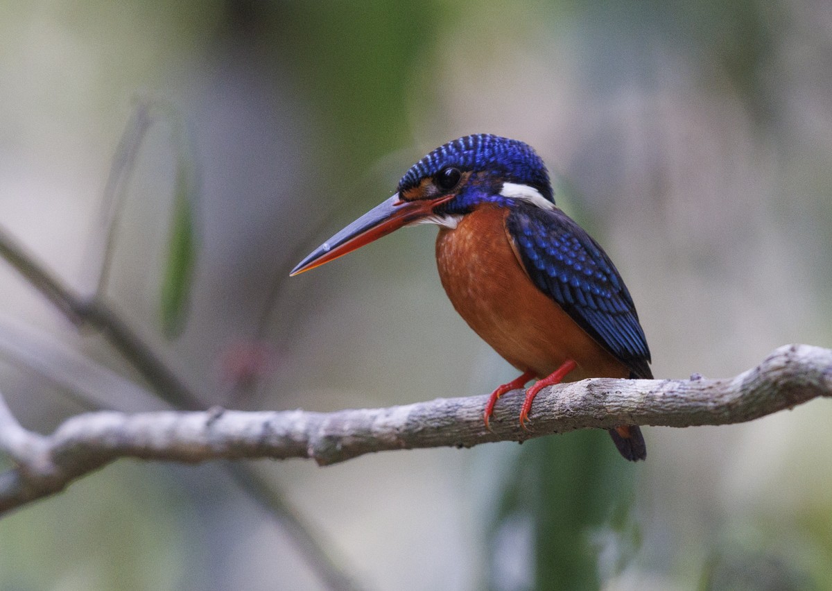 Blue-eared Kingfisher - ML617442484