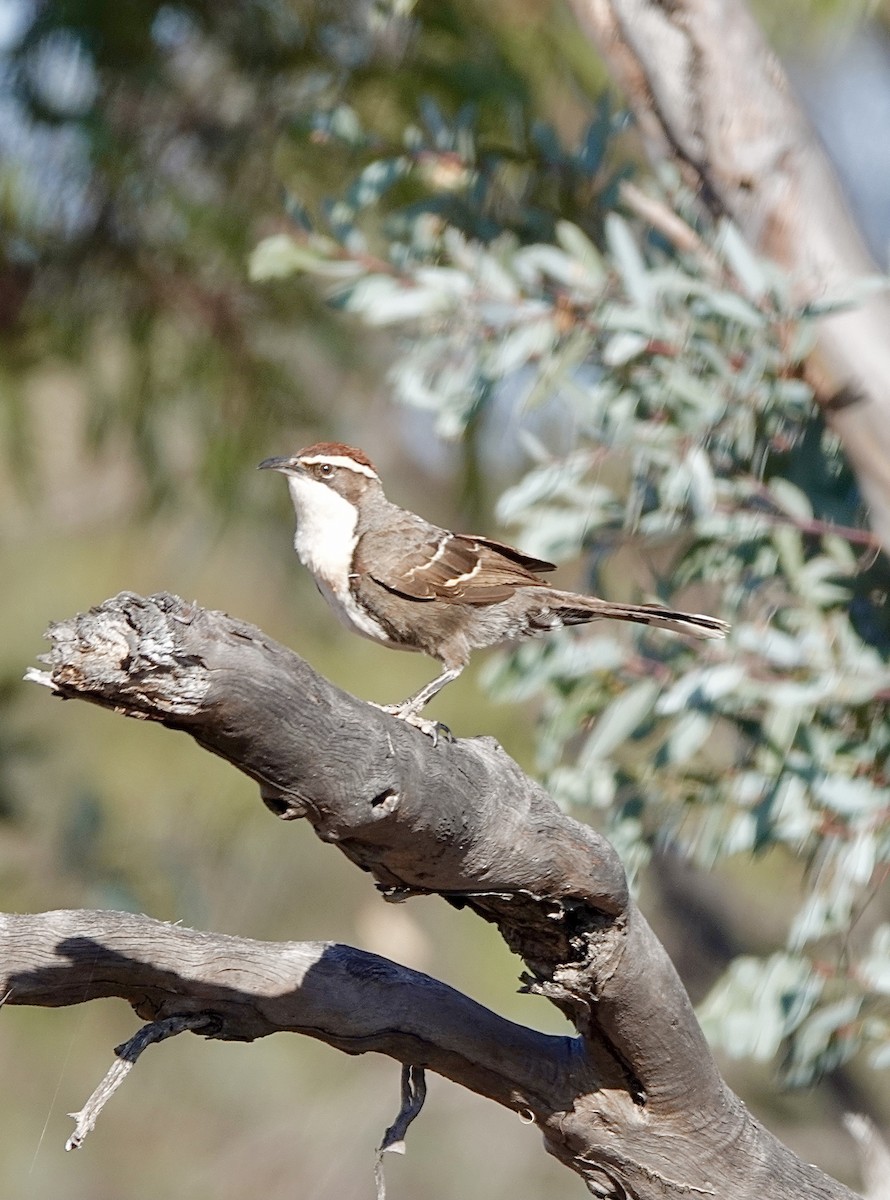 Chestnut-crowned Babbler - ML617442532