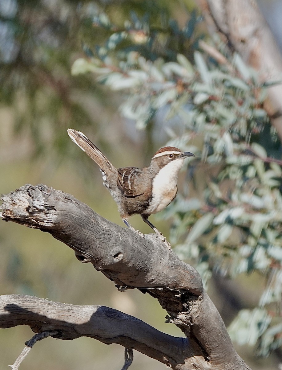 Chestnut-crowned Babbler - ML617442533