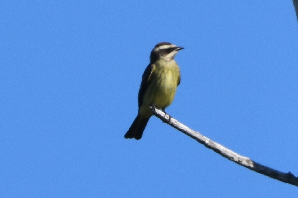 Piratic Flycatcher - ML617442540