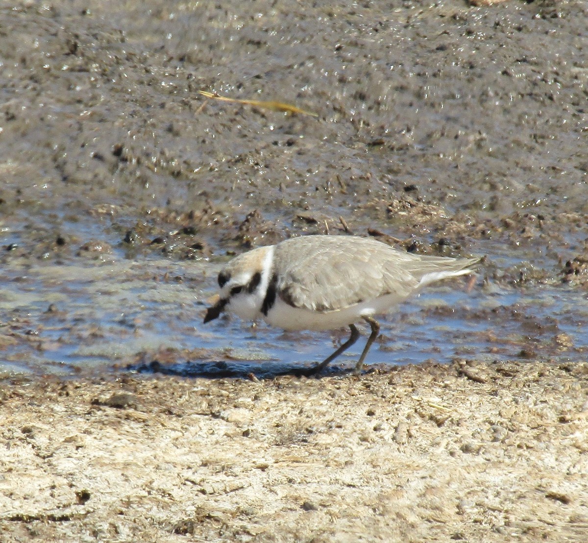 Snowy Plover - ML617442544