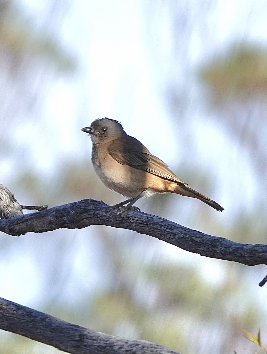 Crested Bellbird - Howie Nielsen