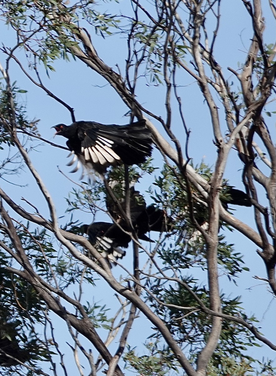 White-winged Chough - ML617442567