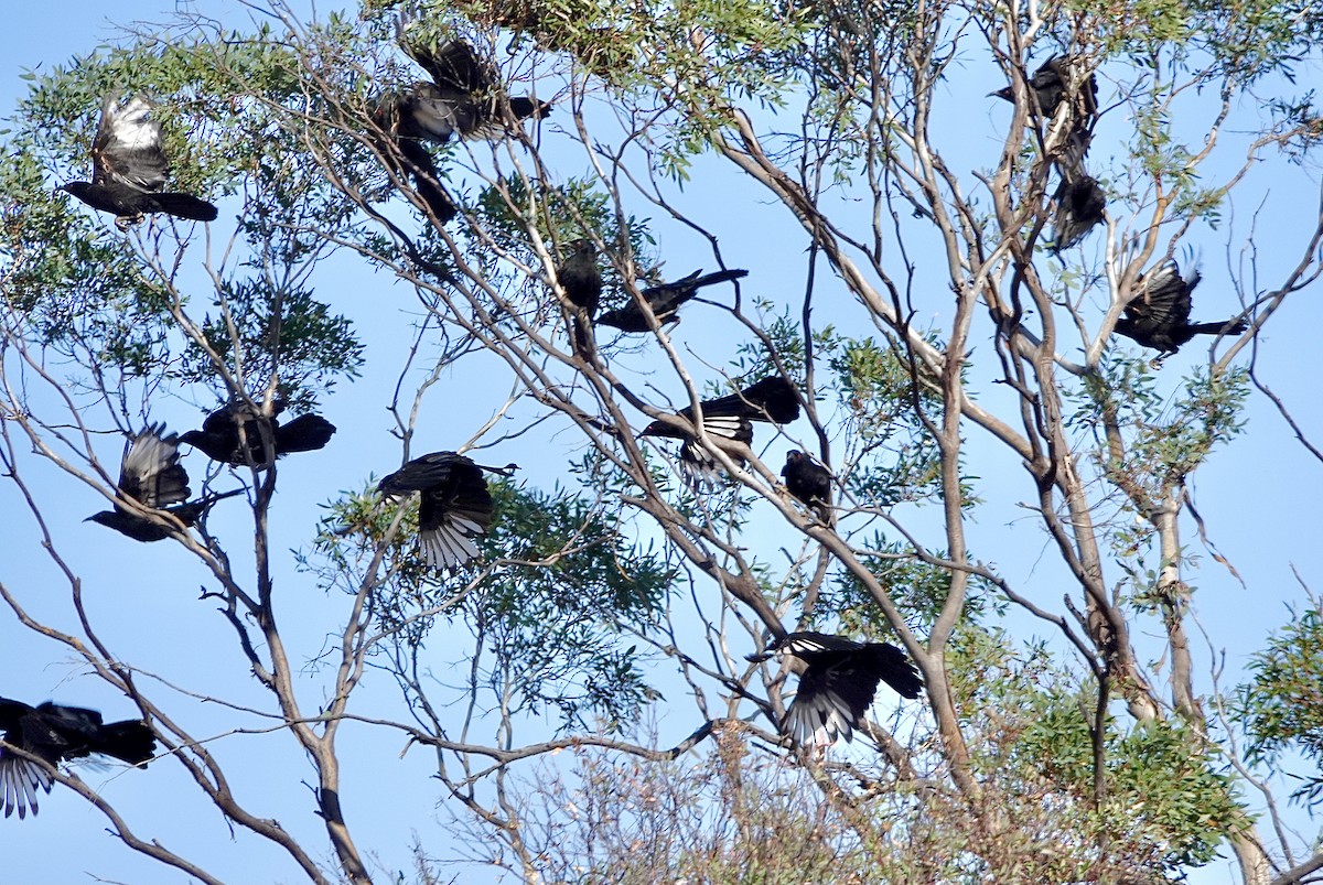 White-winged Chough - ML617442569