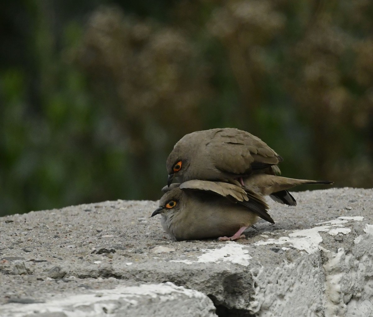 Bare-eyed Ground Dove - ML617442571