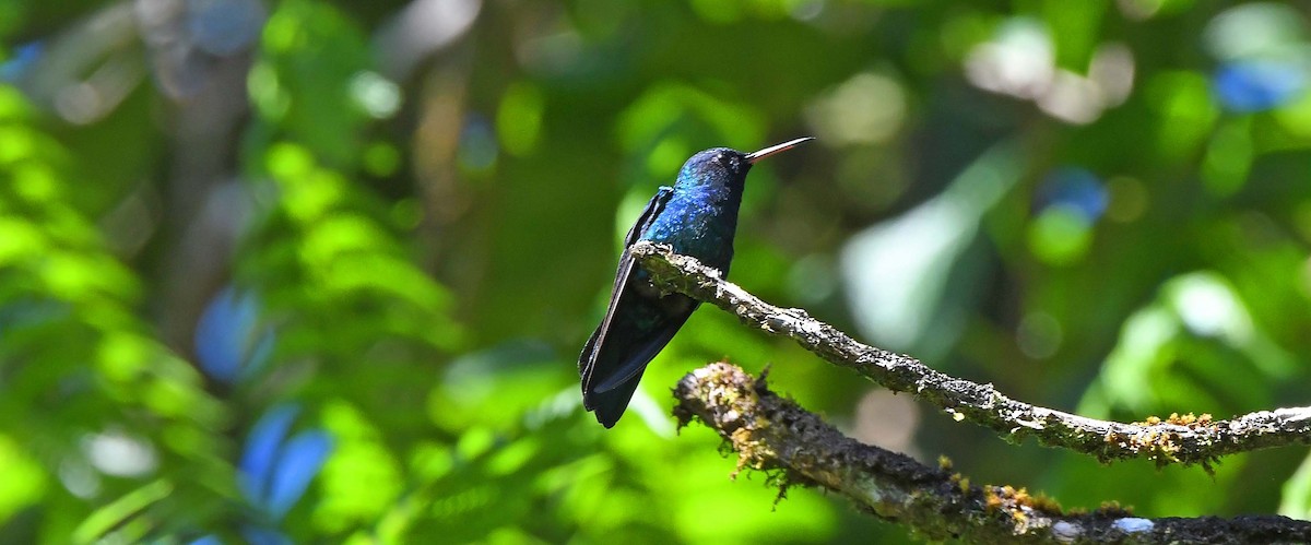 Colibri à tête bleue - ML617442598