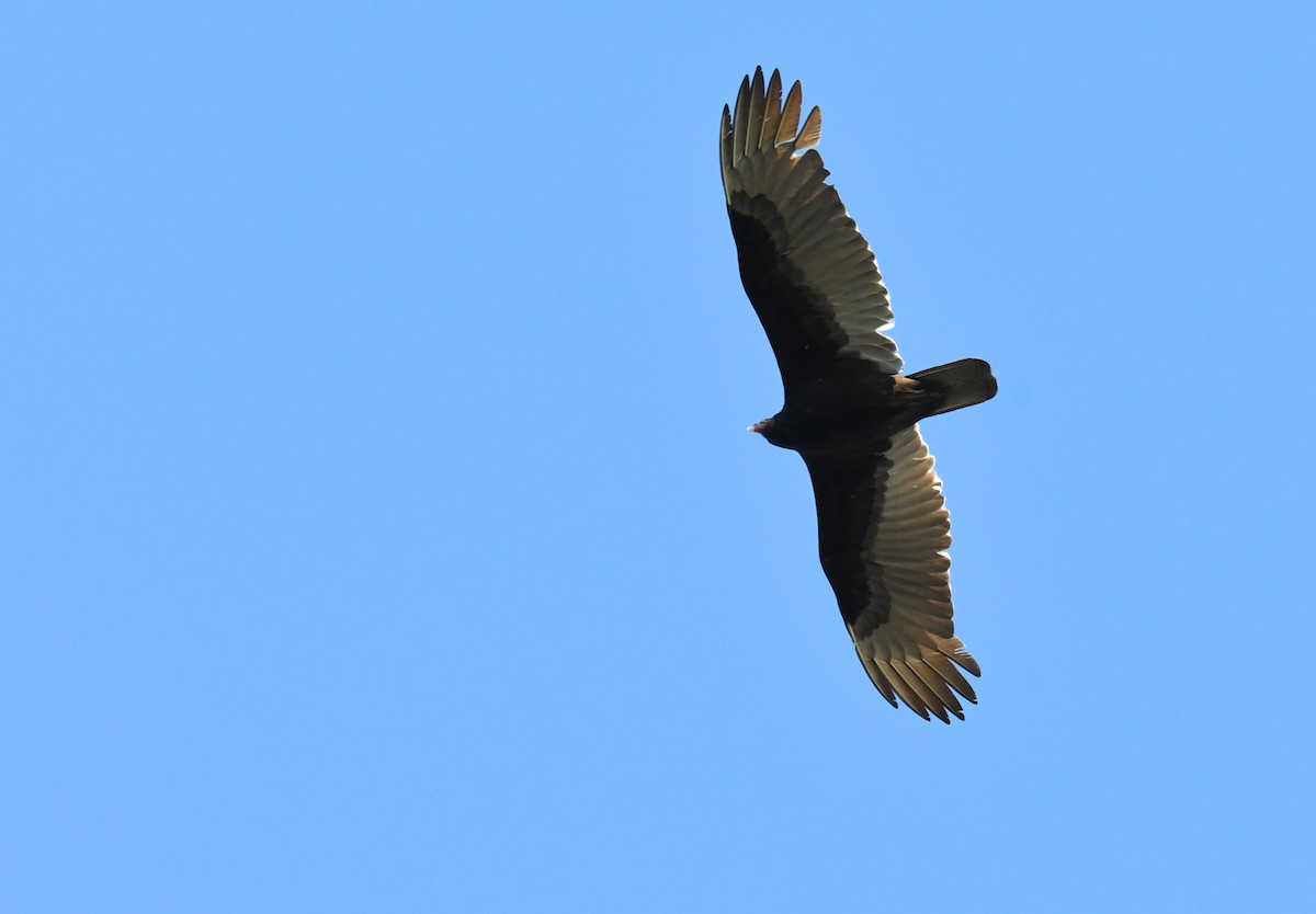 Turkey Vulture - ML617442599