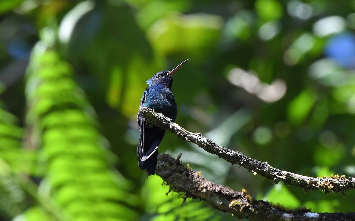 Colibri à tête bleue - ML617442611