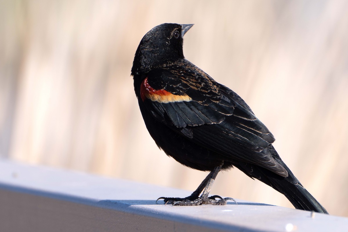 Red-winged Blackbird - ML617442613