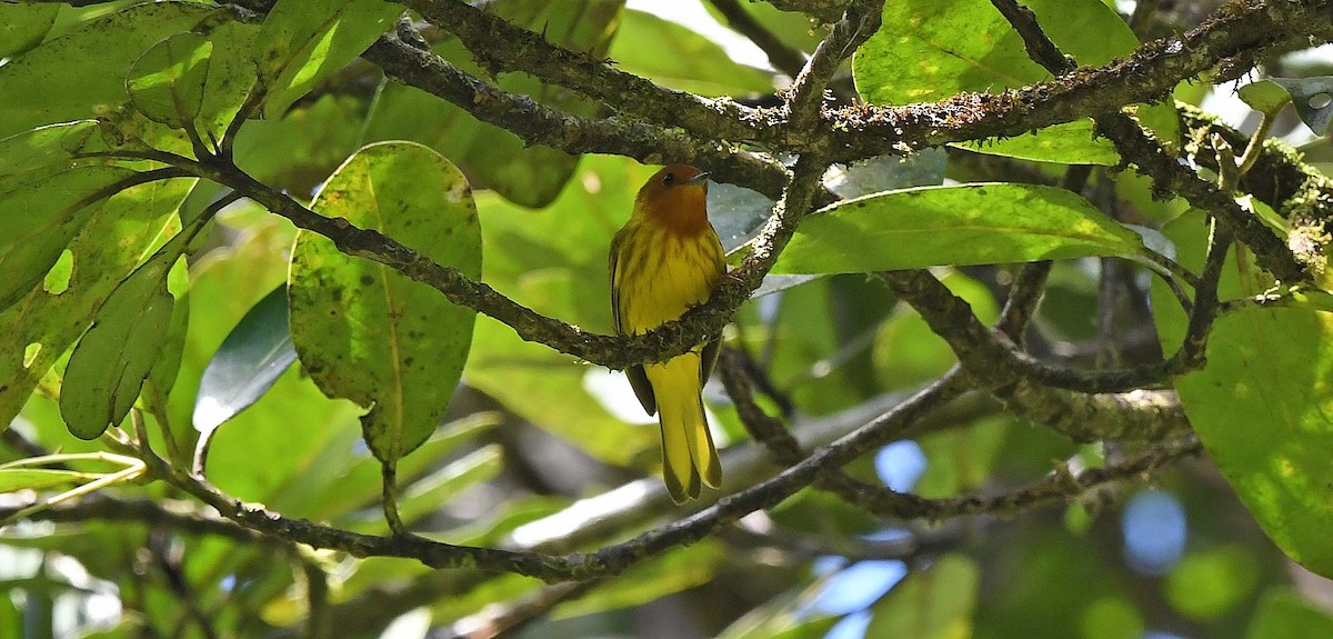 Yellow Warbler (Golden) - Sharon Lynn