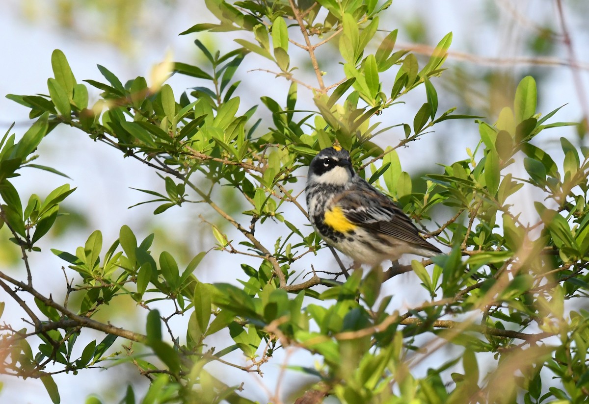 Yellow-rumped Warbler - ML617442702