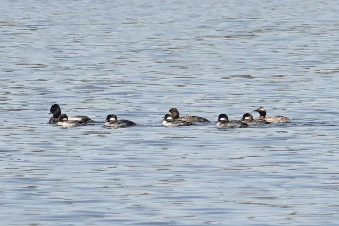 Bufflehead - gretchen buxton