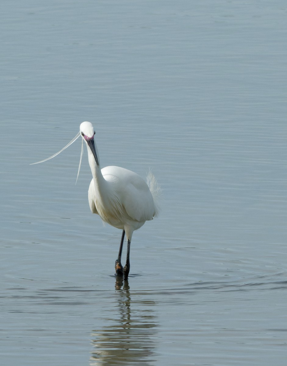 Little Egret - Donald Davesne