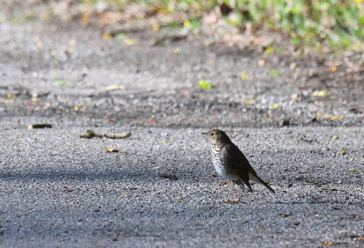 Hermit Thrush - Tina Rosier