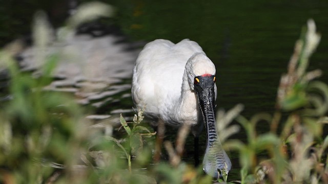 Royal Spoonbill - ML617442831