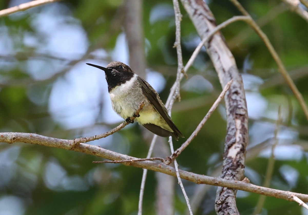 Black-chinned Hummingbird - ML617442832