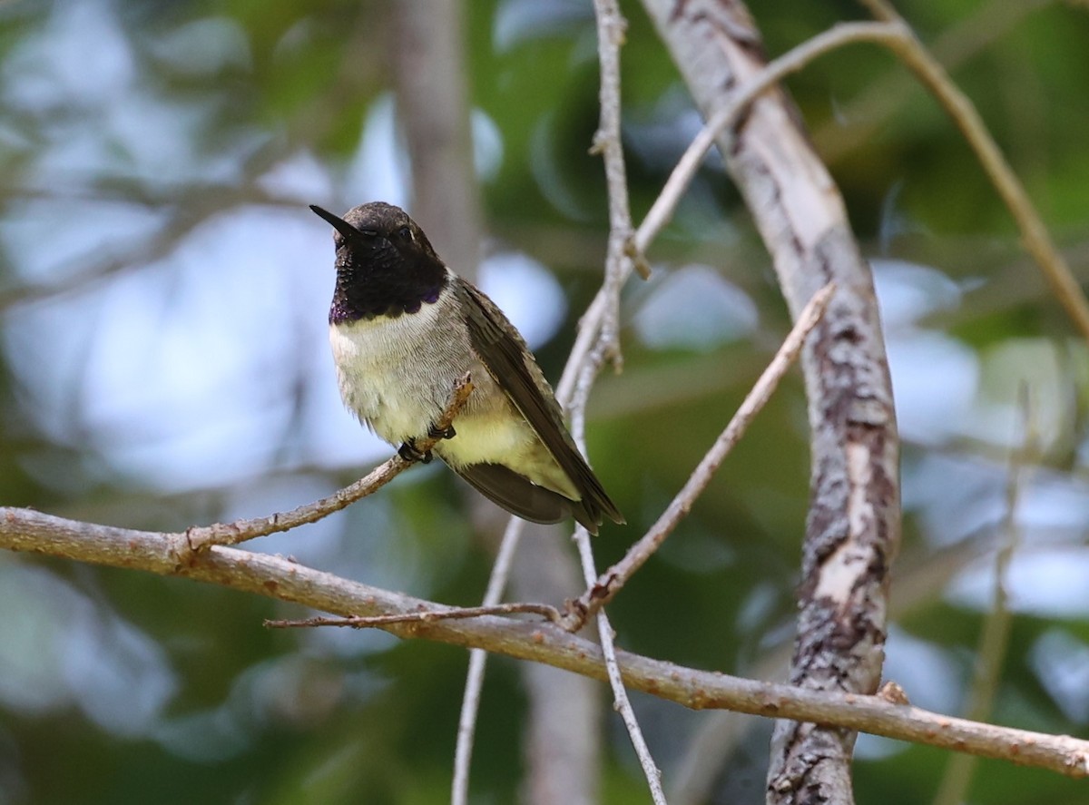 Black-chinned Hummingbird - ML617442833