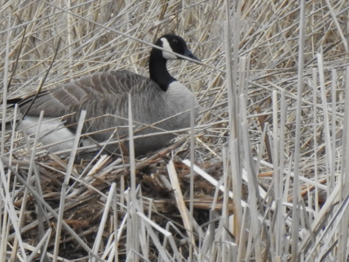 Canada Goose - ML617442836