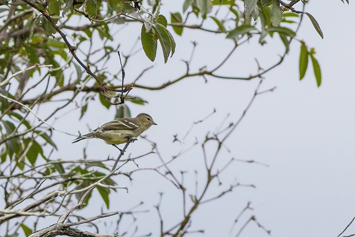 Small-headed Elaenia - Gabriel Bonfa