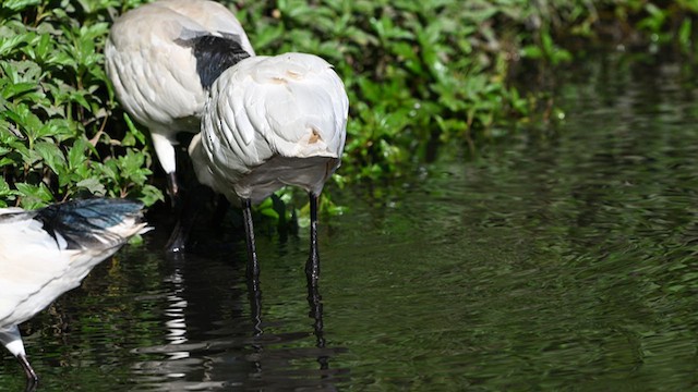 Royal Spoonbill - ML617442844