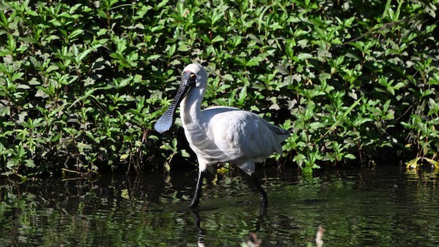 Royal Spoonbill - ML617442850