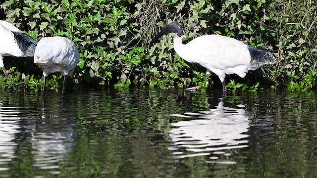 Royal Spoonbill - ML617442853