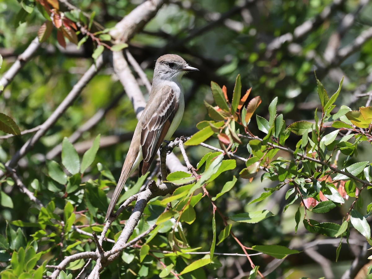 Ash-throated Flycatcher - ML617442856