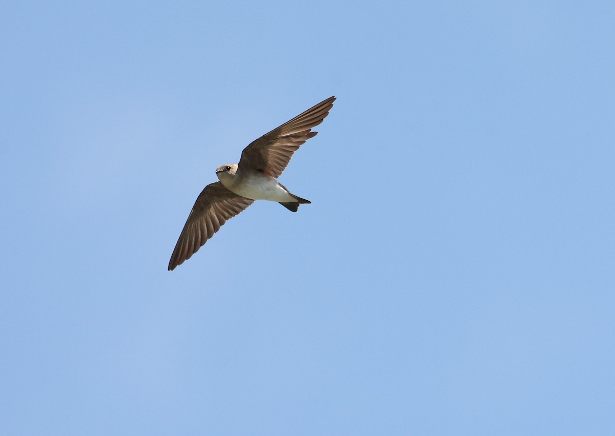Northern Rough-winged Swallow - ML617442875