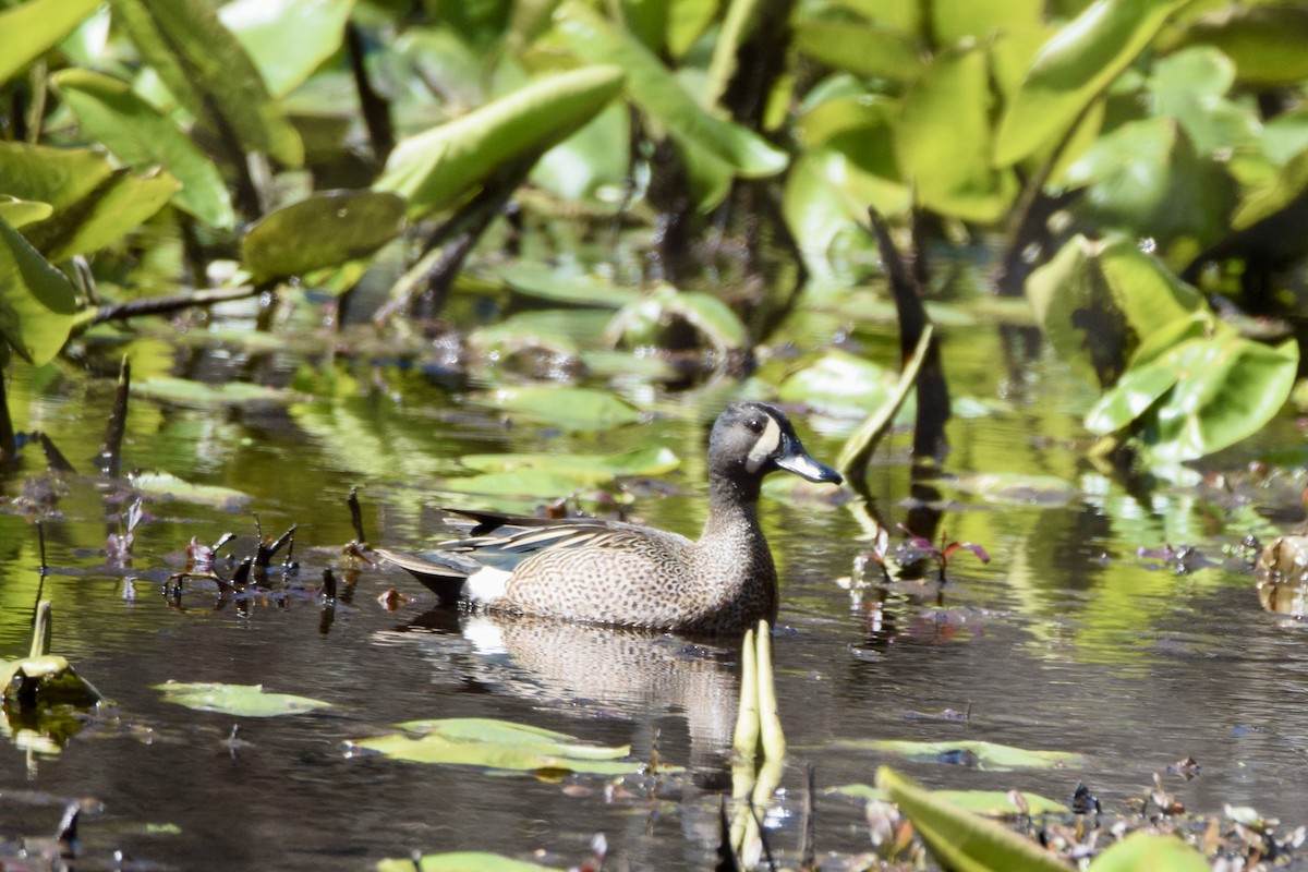 Blue-winged Teal - ML617442877