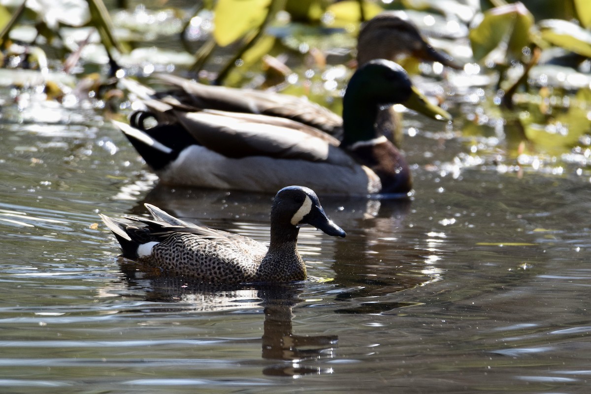 Blue-winged Teal - ML617442879