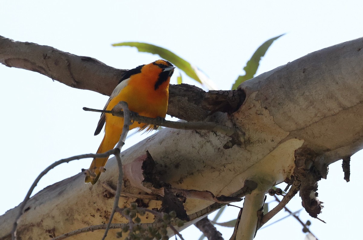 Bullock's Oriole - Adam  Johnson