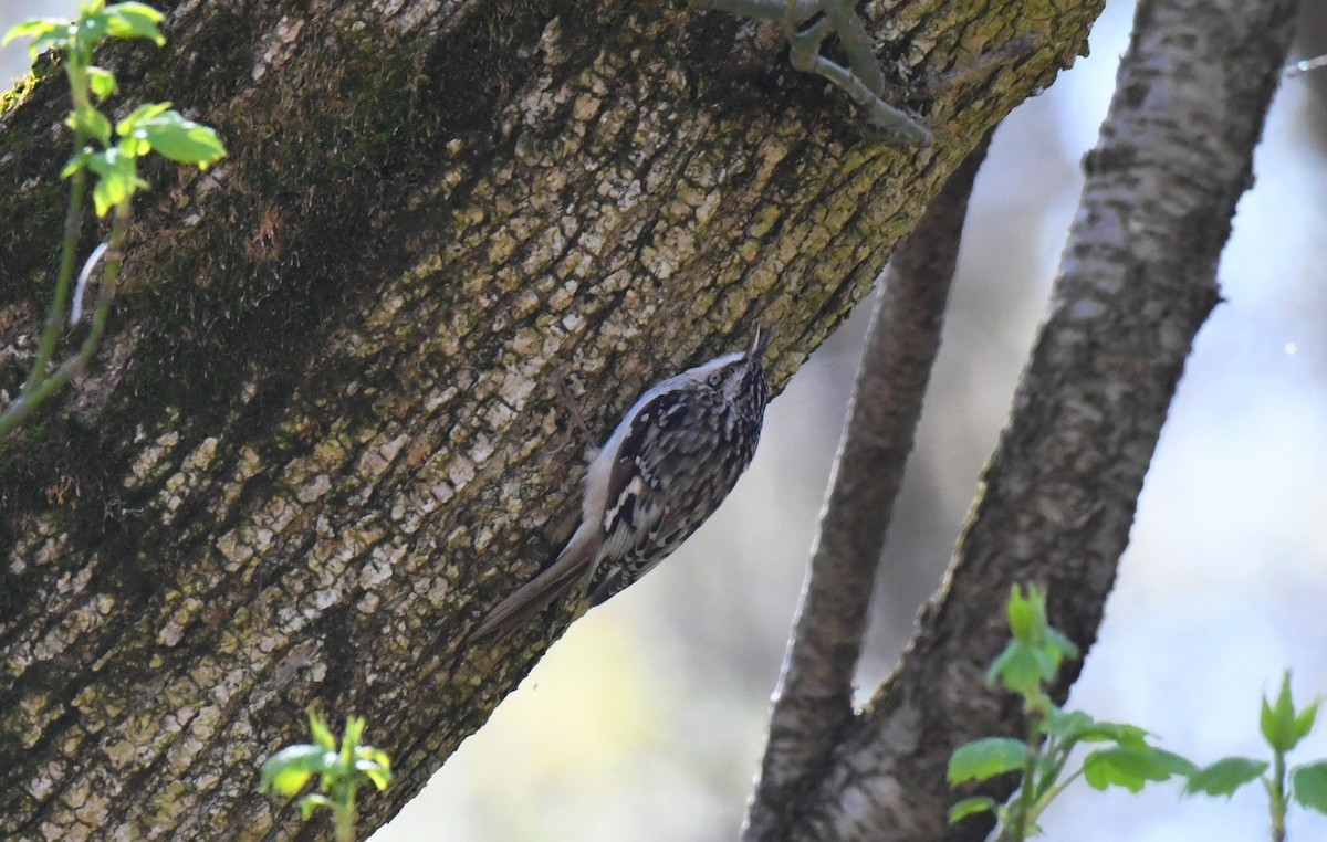 Brown Creeper - ML617442914