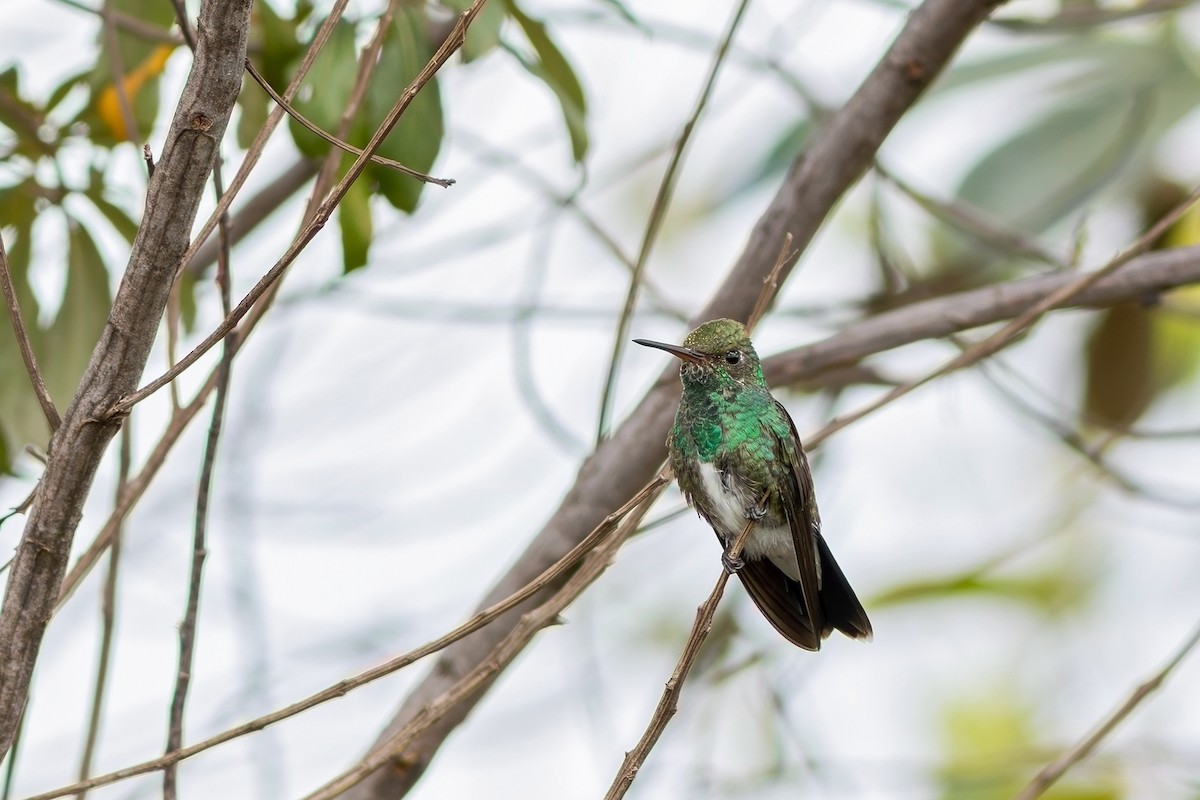 Glittering-throated Emerald - Gabriel Bonfa