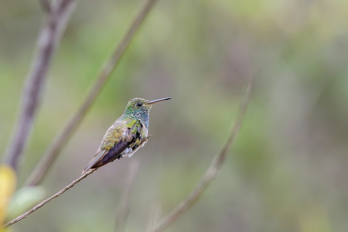 tupikolibri - ML617442921