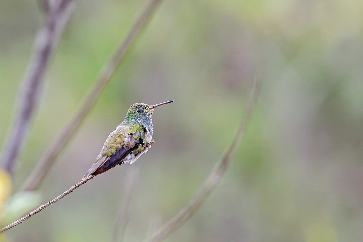 tupikolibri - ML617442922